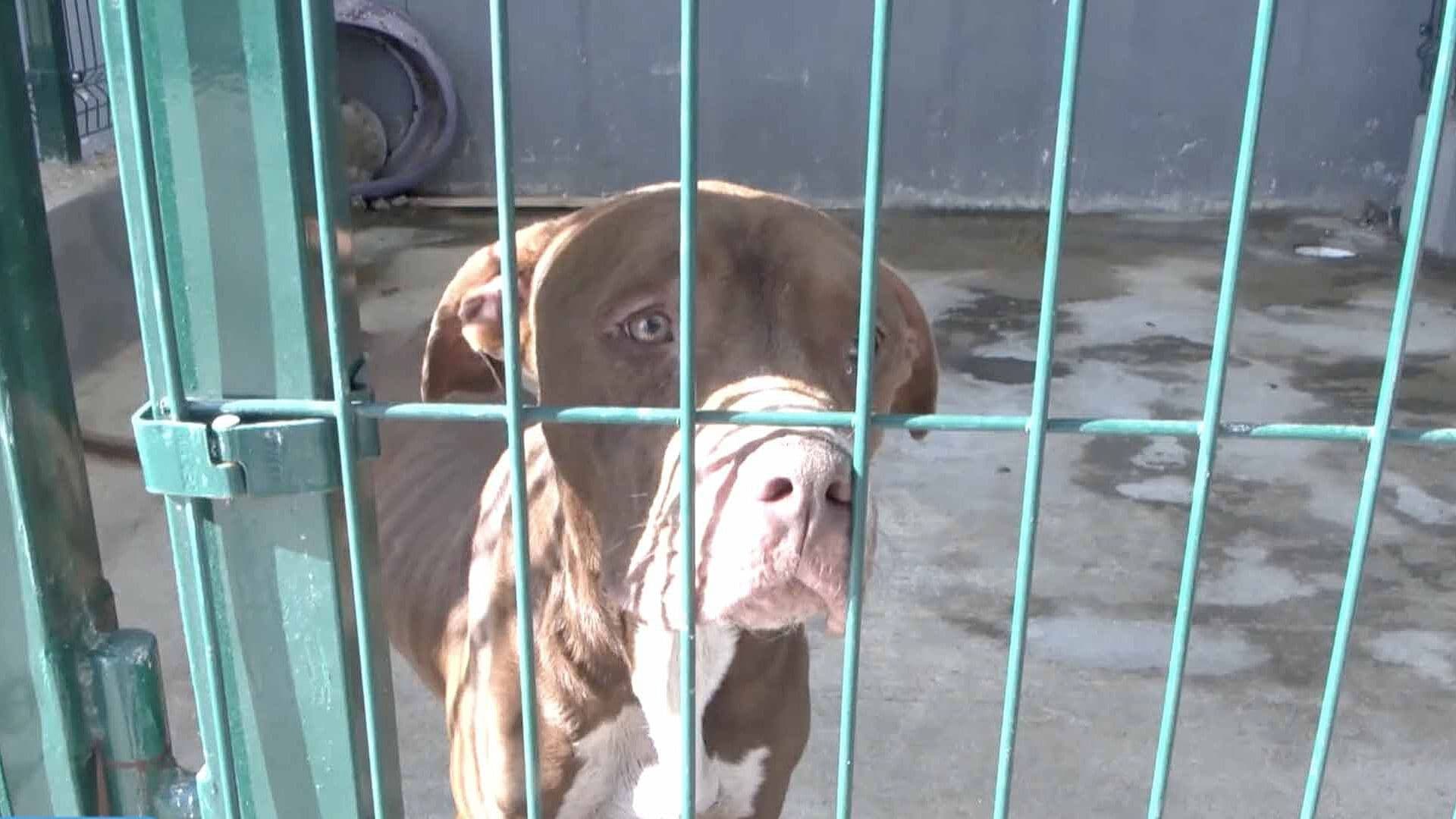 Autoridades Rescatan a Perro Pitbull por Presunto Maltrato Animal en Tampico