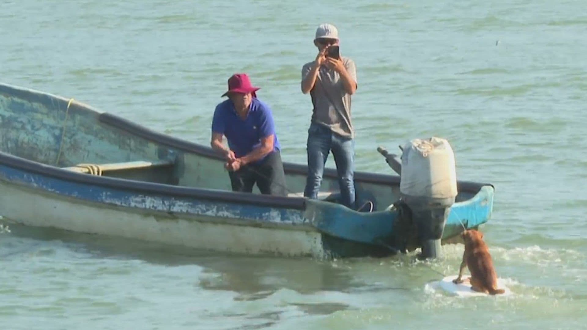 "Boby", el Perro de un Pescador en Veracruz que Disfruta Surfear en Alvarado