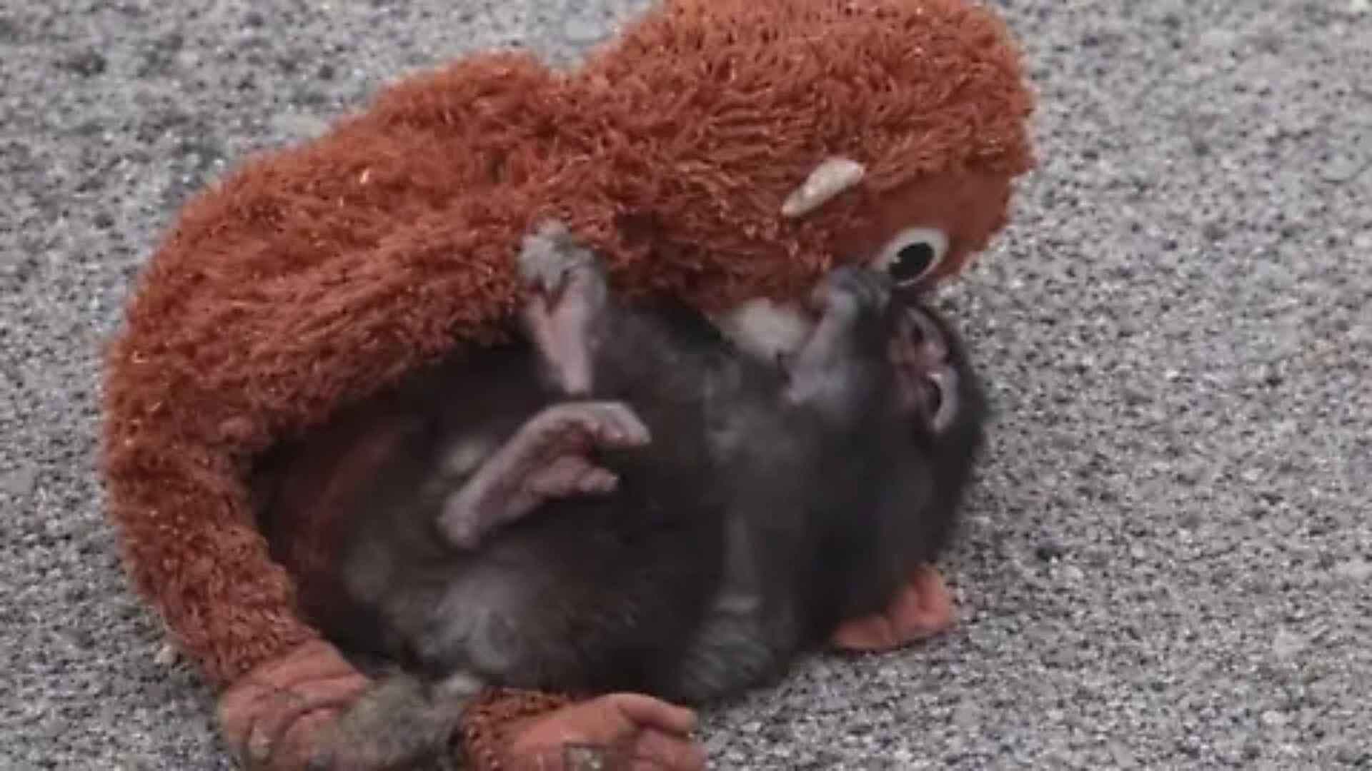 VIDEO: Monos Atacan al Pequeño 'Punch'; Solo Tiene a su Peluche Para Refugiarse