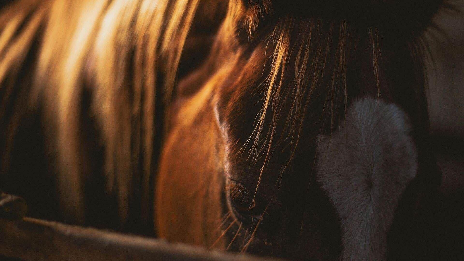 Desechan Partes de Caballo en Basurero Clandestino en Kanasín, Yucatán
