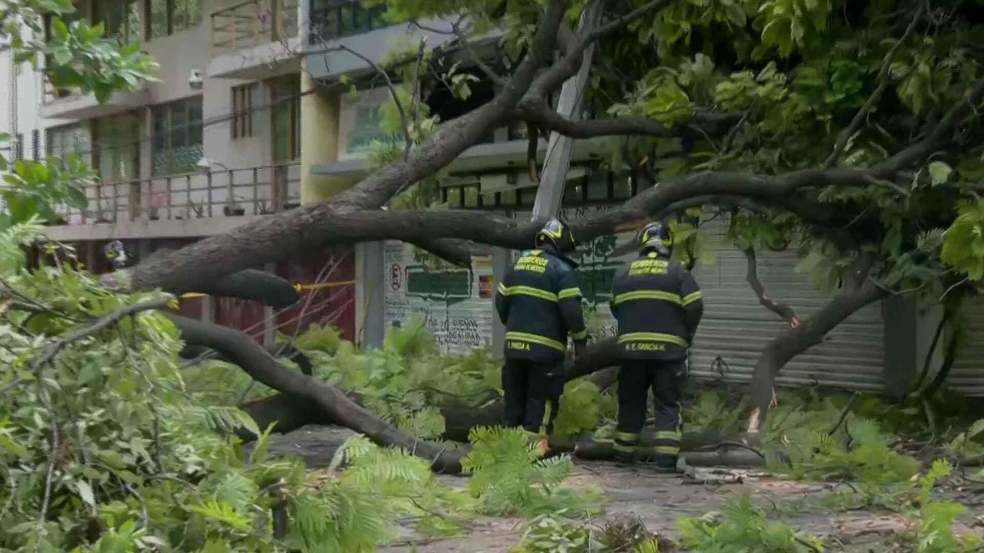 ¡Arbolazo! Bomberos Retiran Árbol Caído en la Colonia Postal, Benito Juárez