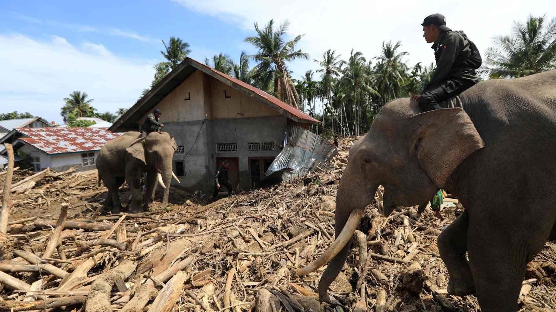 Elefantes Ayudan a Limpiar en Indonesia tras Devastación por Inundaciones
