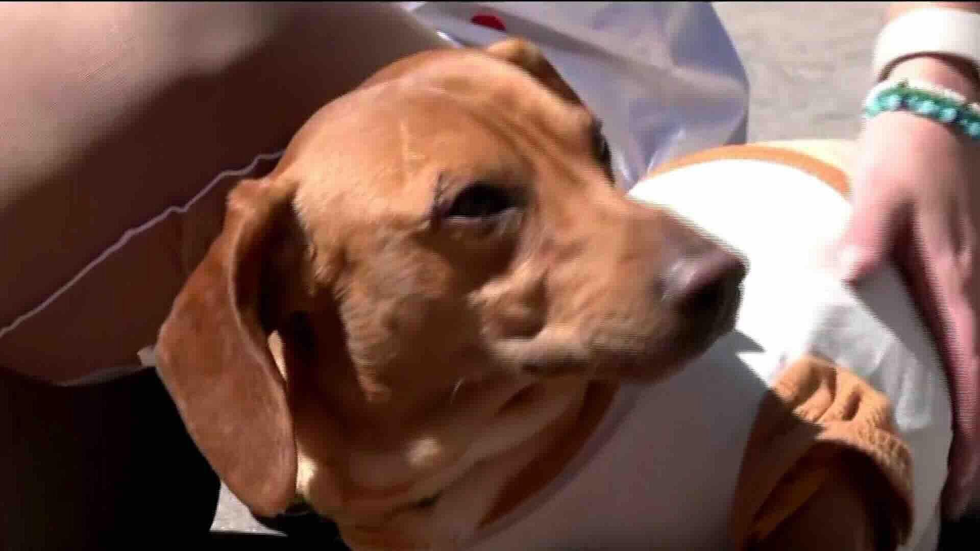 Feria de Adopción de Perritos Peregrinos Rescatados en Gustavo A. Madero, CDMX