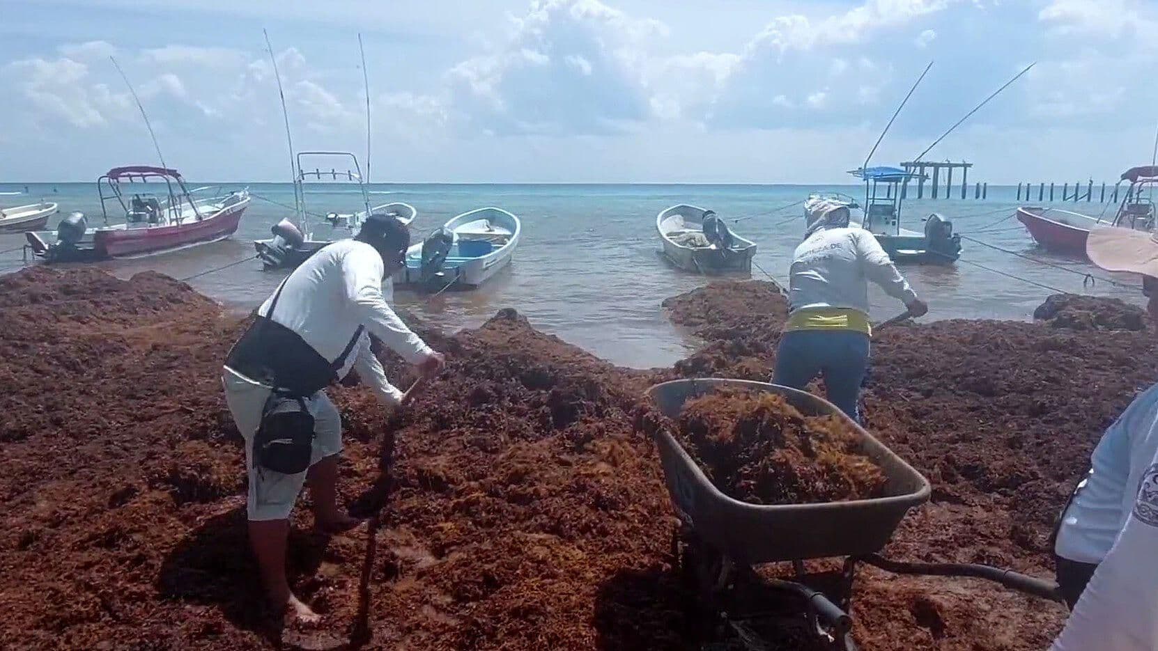 Quintana Roo en Alerta por Llegada Masiva de Sargazo