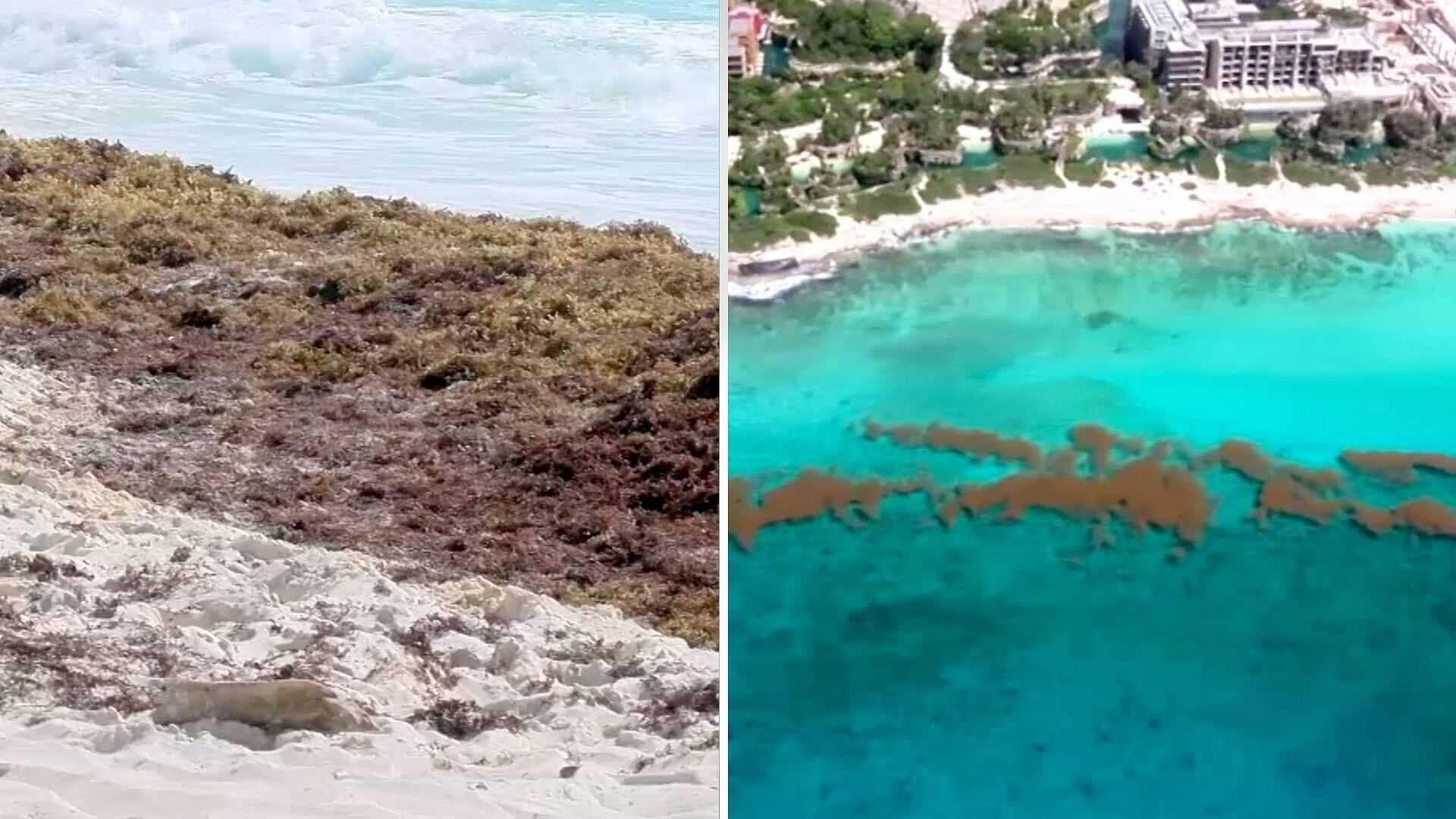 Monitorean Acumulación de Sargazo en África: Amenaza Playas de Cancún