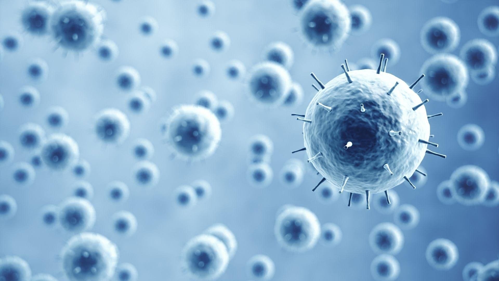 Advierten Sobre Hantavirus en San Diego ¿Qué es y Cómo Evitar un Contagio?