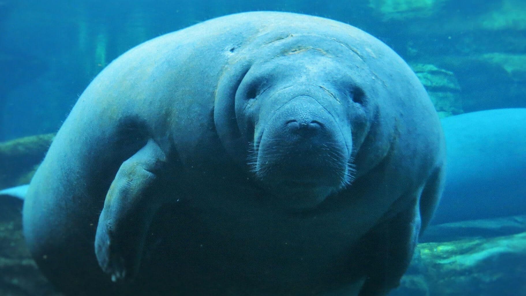 Un Manatí, Asiduo Visitante de La Marina de Veracruz