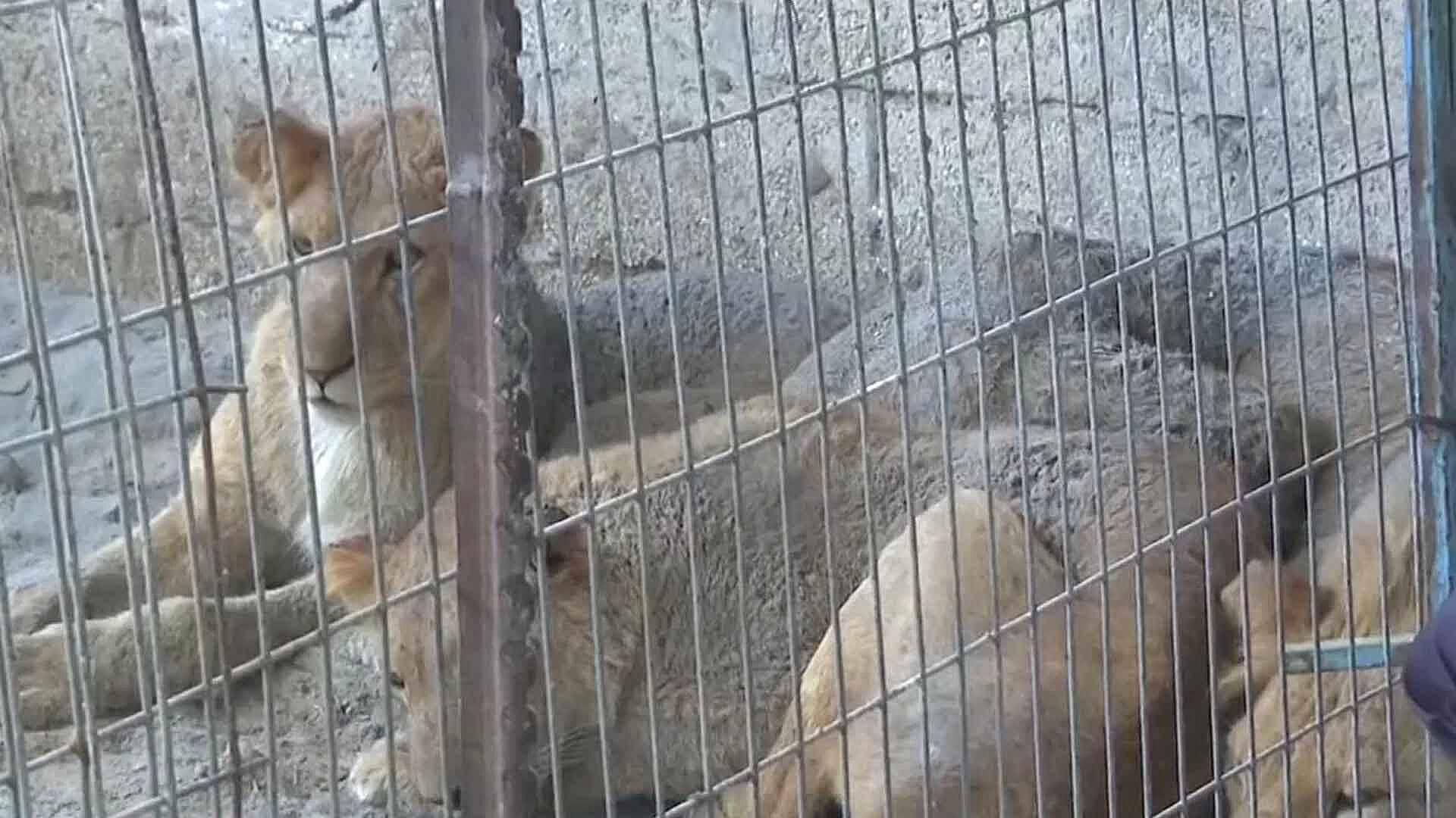 Abandonan Animales en Zoológico en Rafah tras Bombardeos