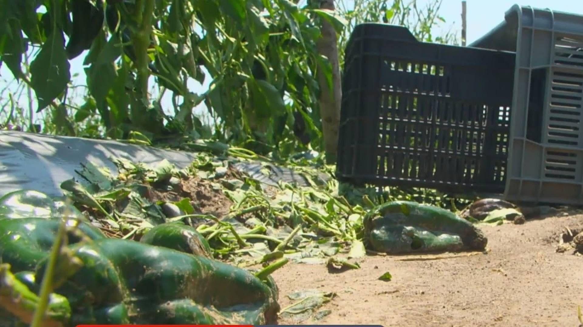 Pierden Cosecha de Chile por Lluvia y Granizada en Cadereyta Jiménez, Nuevo León