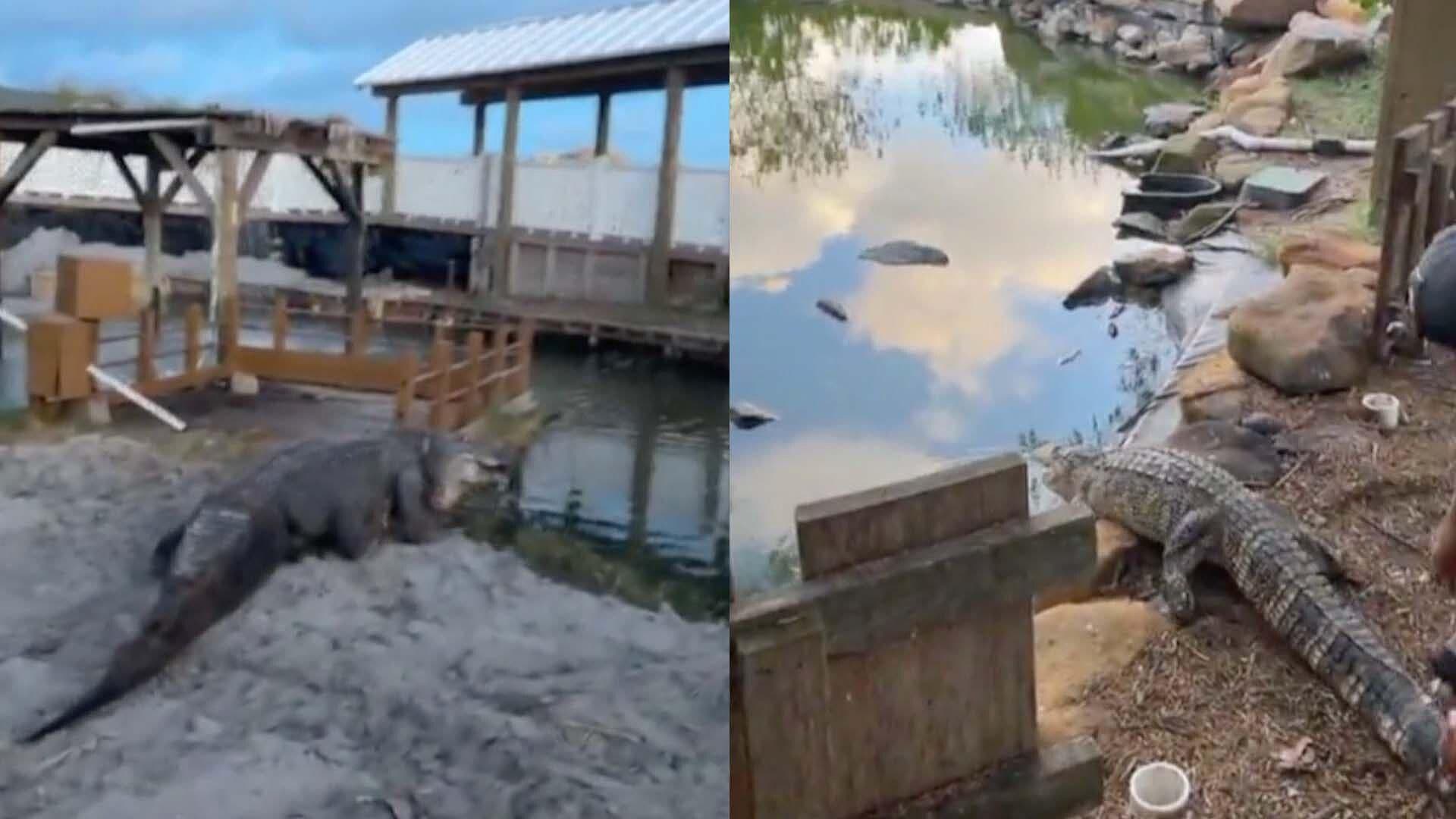 Cocodrilos Regresan a Santuario en la Isla del Padre Sur en Texas