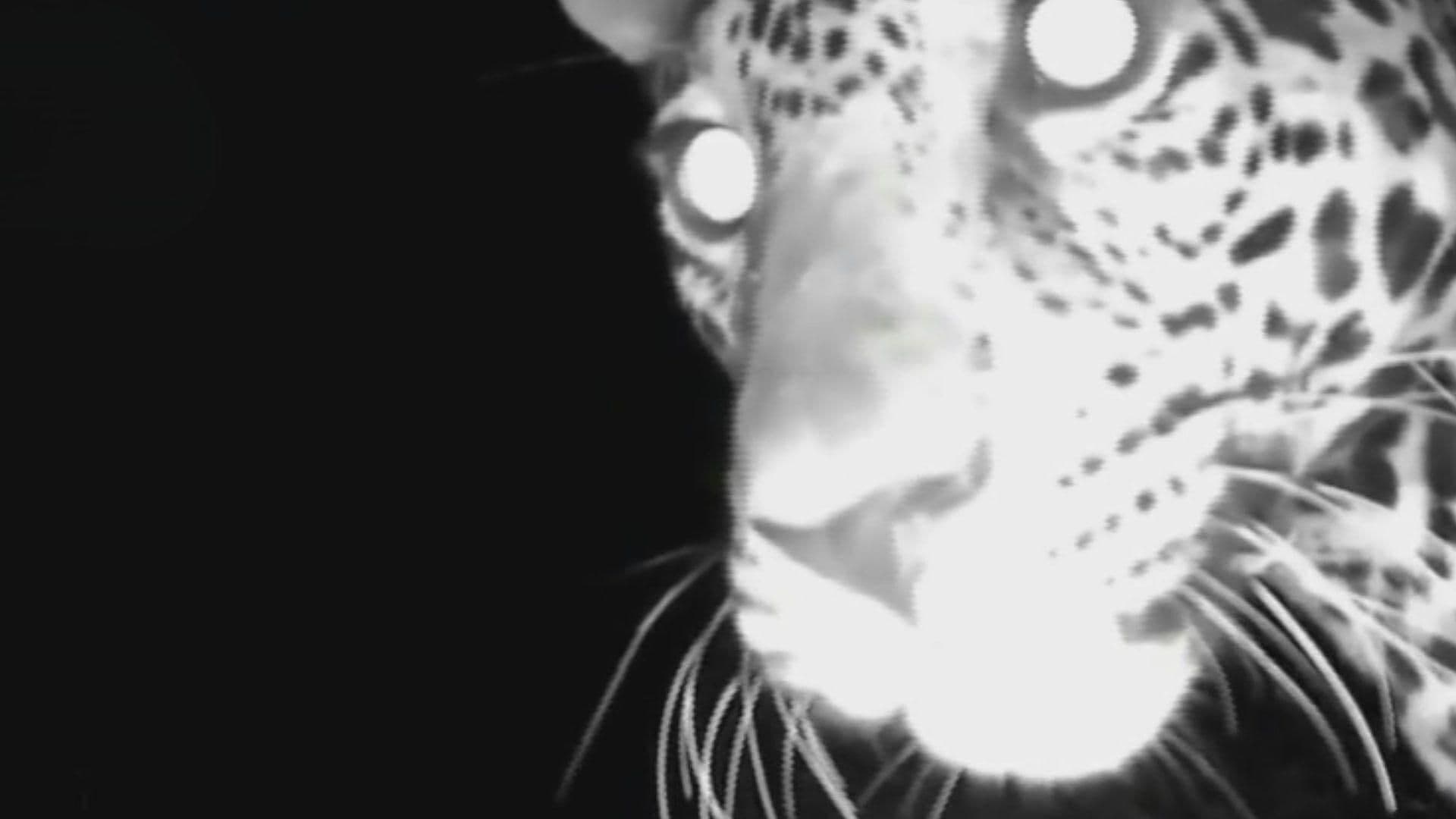 VIDEO: Captan a Dos Jaguares Cerca de Chichén Itzá, en Yucatán