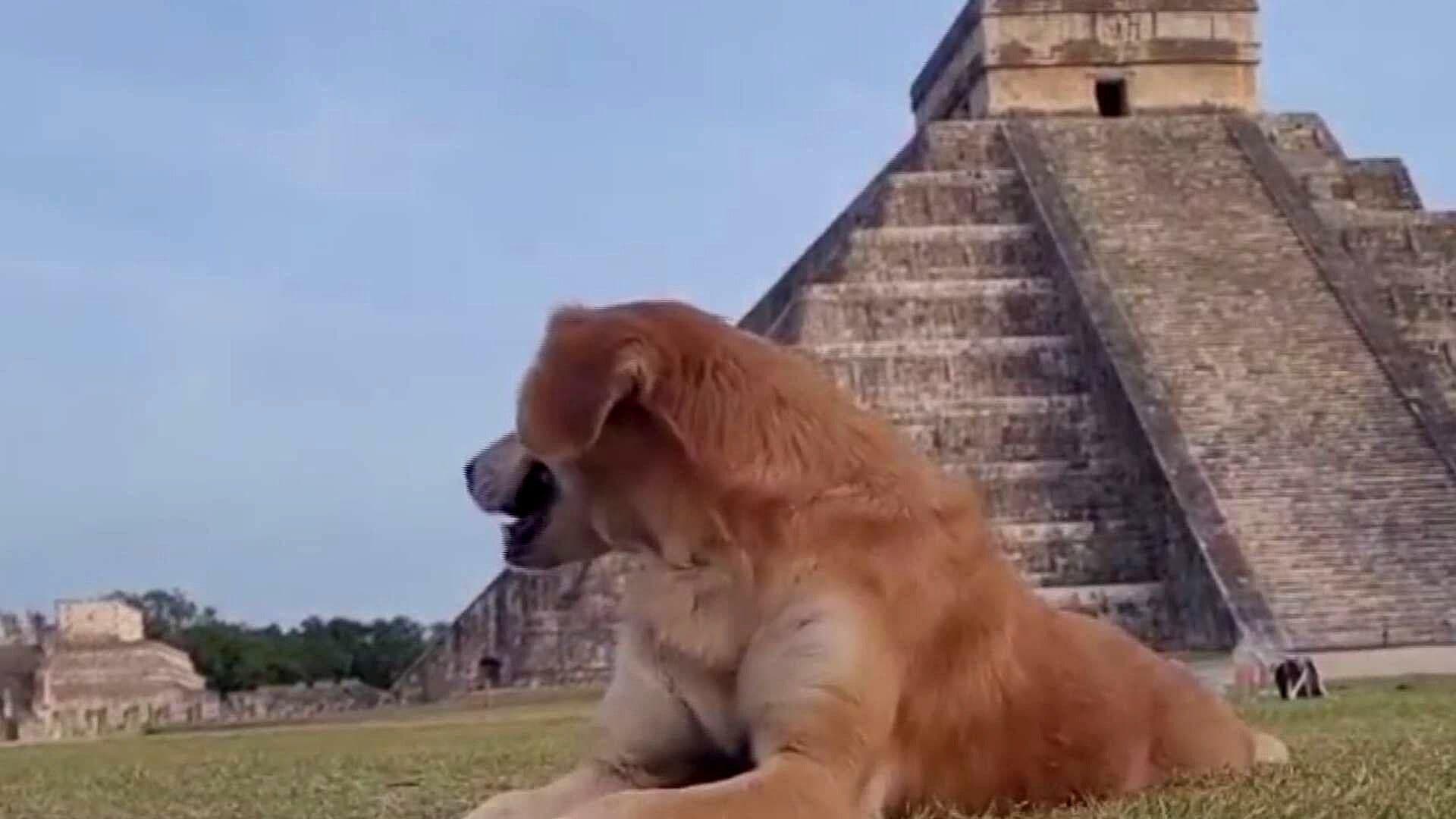 "Canes Sagrados de Kukulcán" Resguardan Zona Arqueológica de Chichén Itzá