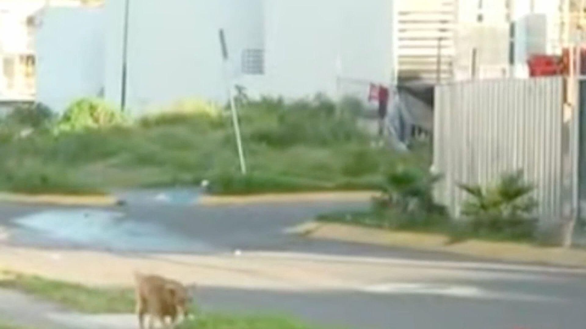 Hombre fue Asesinado en Calles de Brisas del Campestre en León