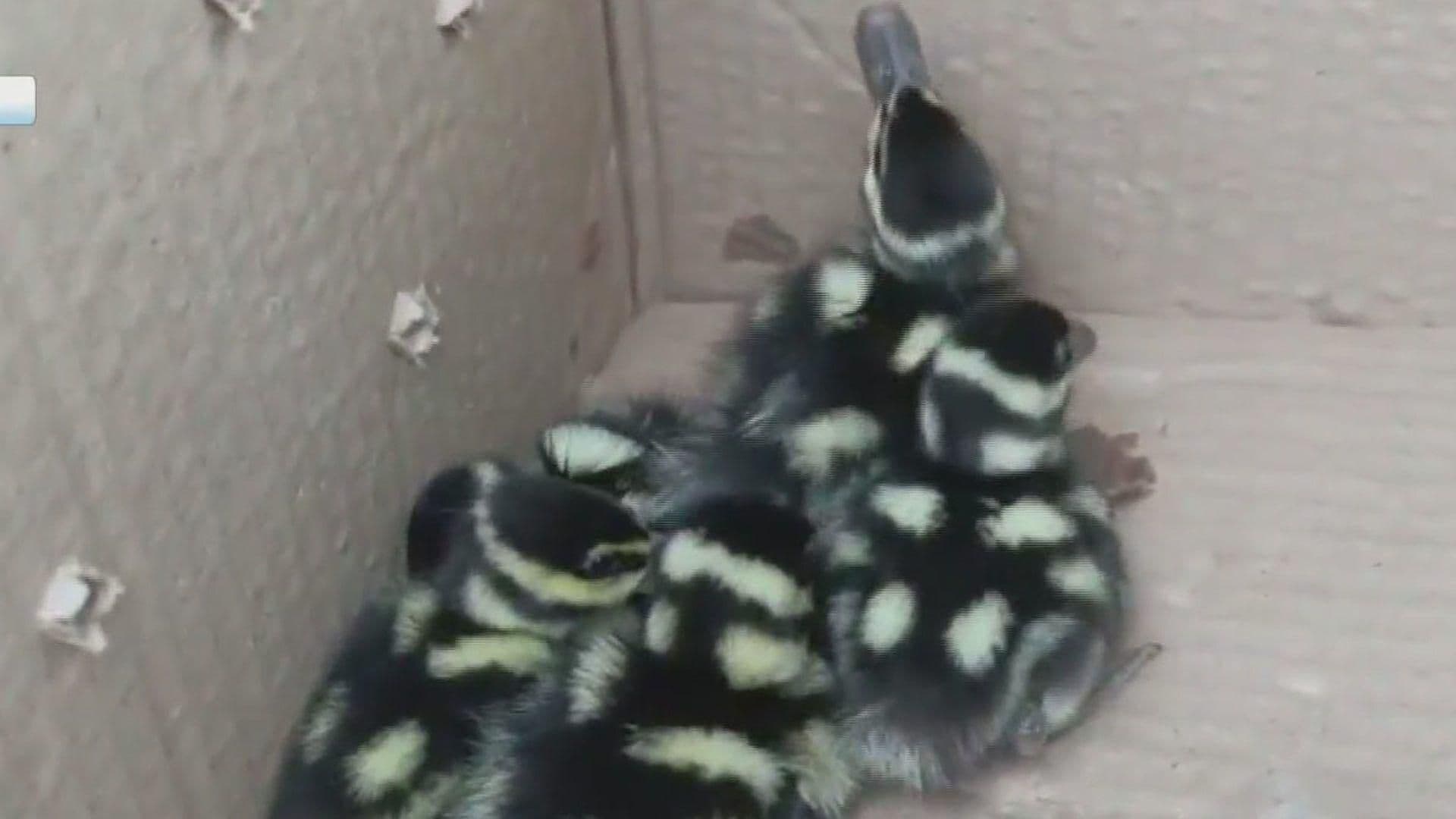 Caen 5 Patos a Cisterna en Colonia Buenos Aires en Monterrey