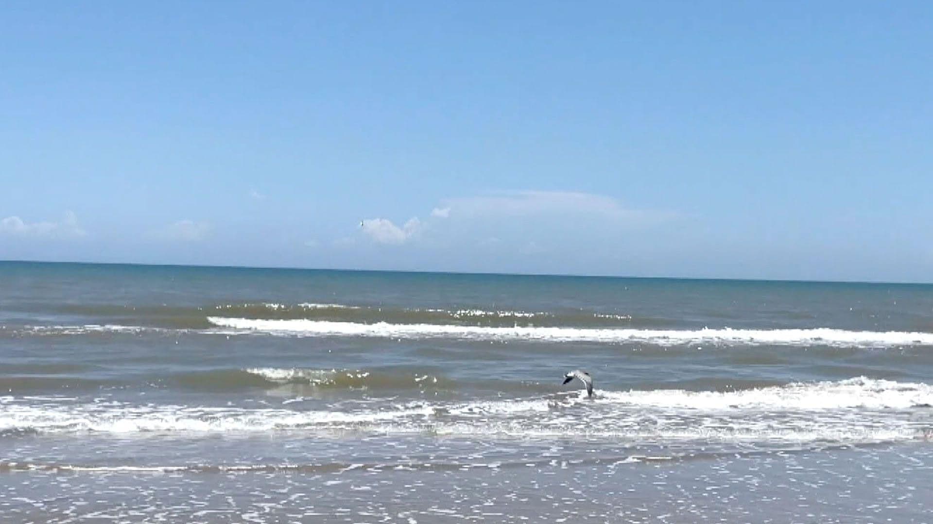 Rescatista Denuncia Hallazgo de Perros Sin Vida en Playa de Matamoros