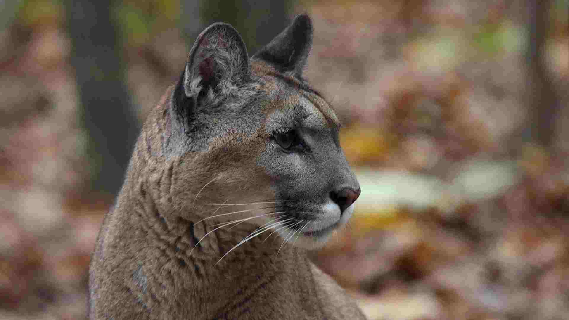 Abren Parque Ecoturístico 'El Puma' en Actopan, Hidalgo