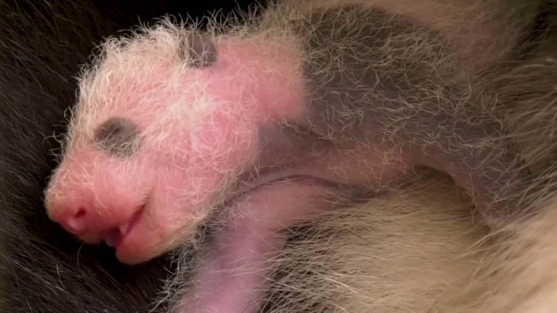 Así Cuidan a las Crías de Oso Panda Gigante que Nacieron en Berlín