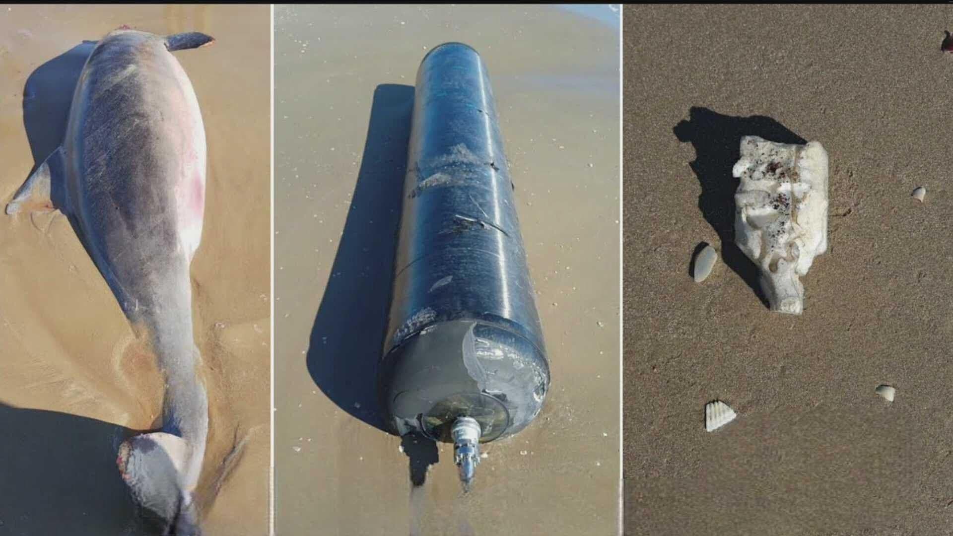 Reportan Muerte de Delfines por Presunta Basura Espacial de Cohete de SpaceX