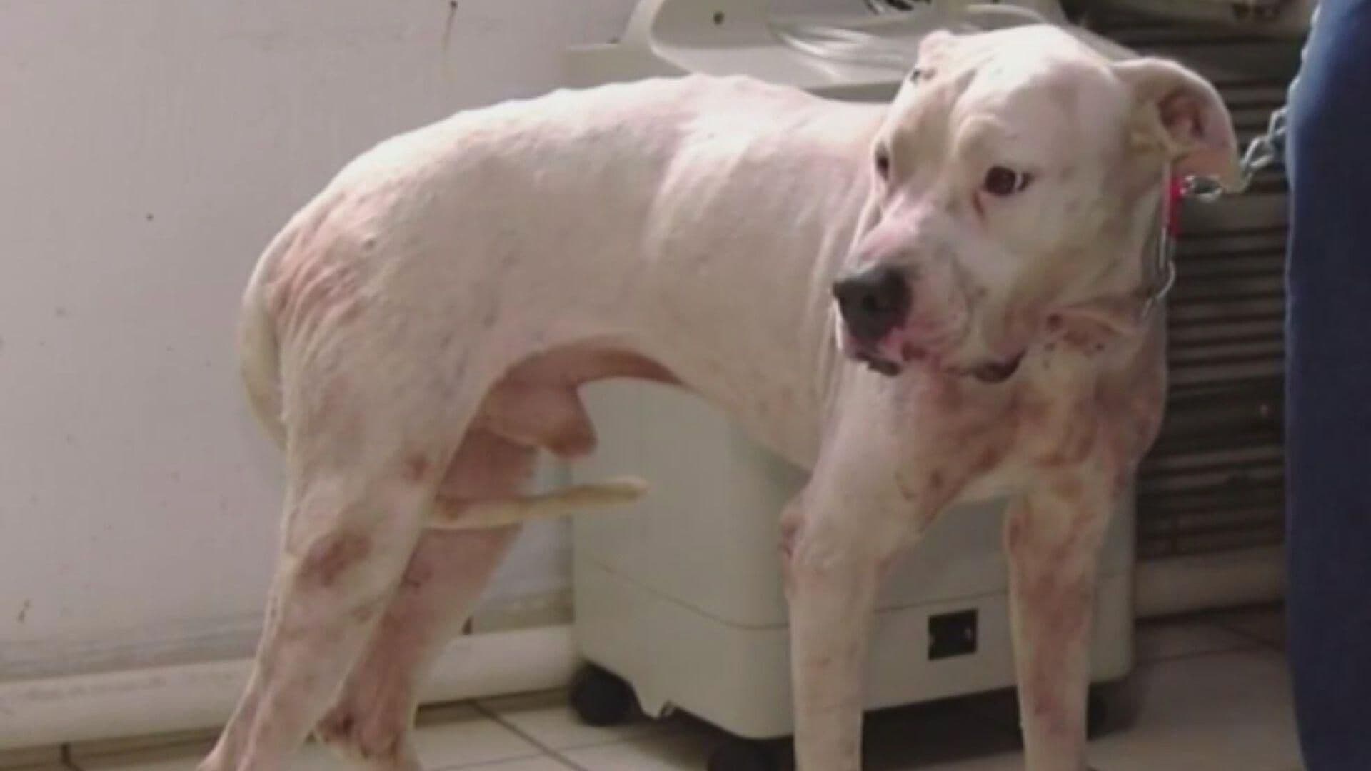 Rescatan a Perro Presuntamente Maltratado en Zuazua, Nuevo León