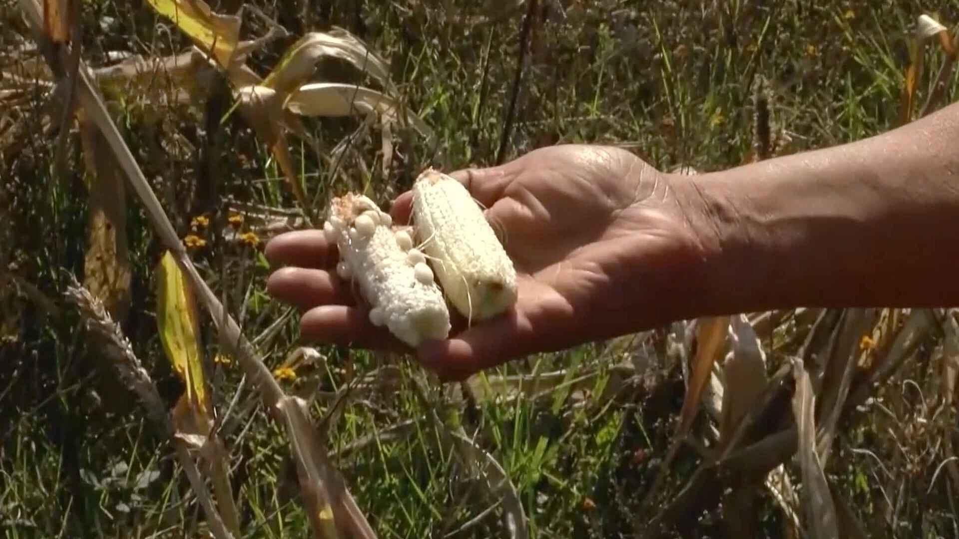 Sequía Agrava la Hambruna en la Sierra de Chihuahua