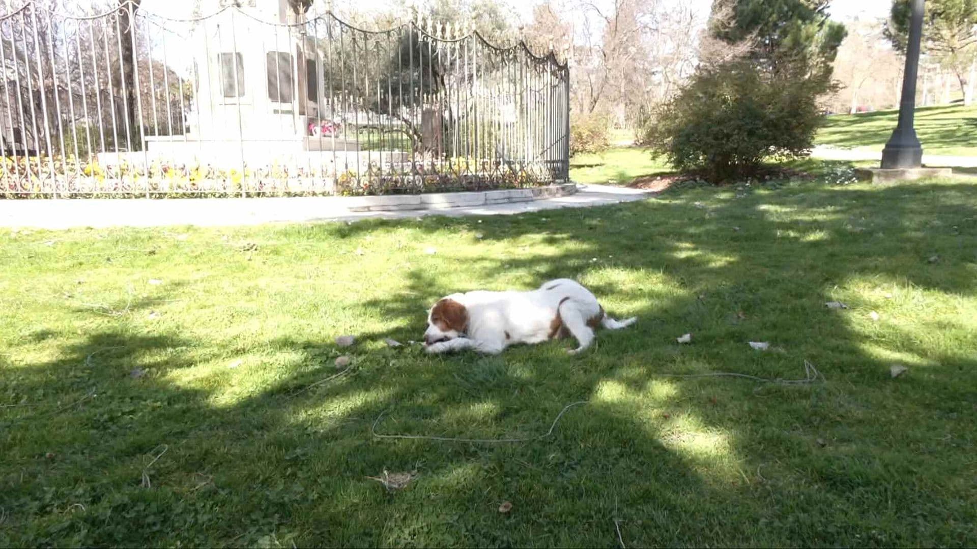 Aumentan Casos de Perros Intoxicados por Ingerir Drogas en Parques de Madrid, España