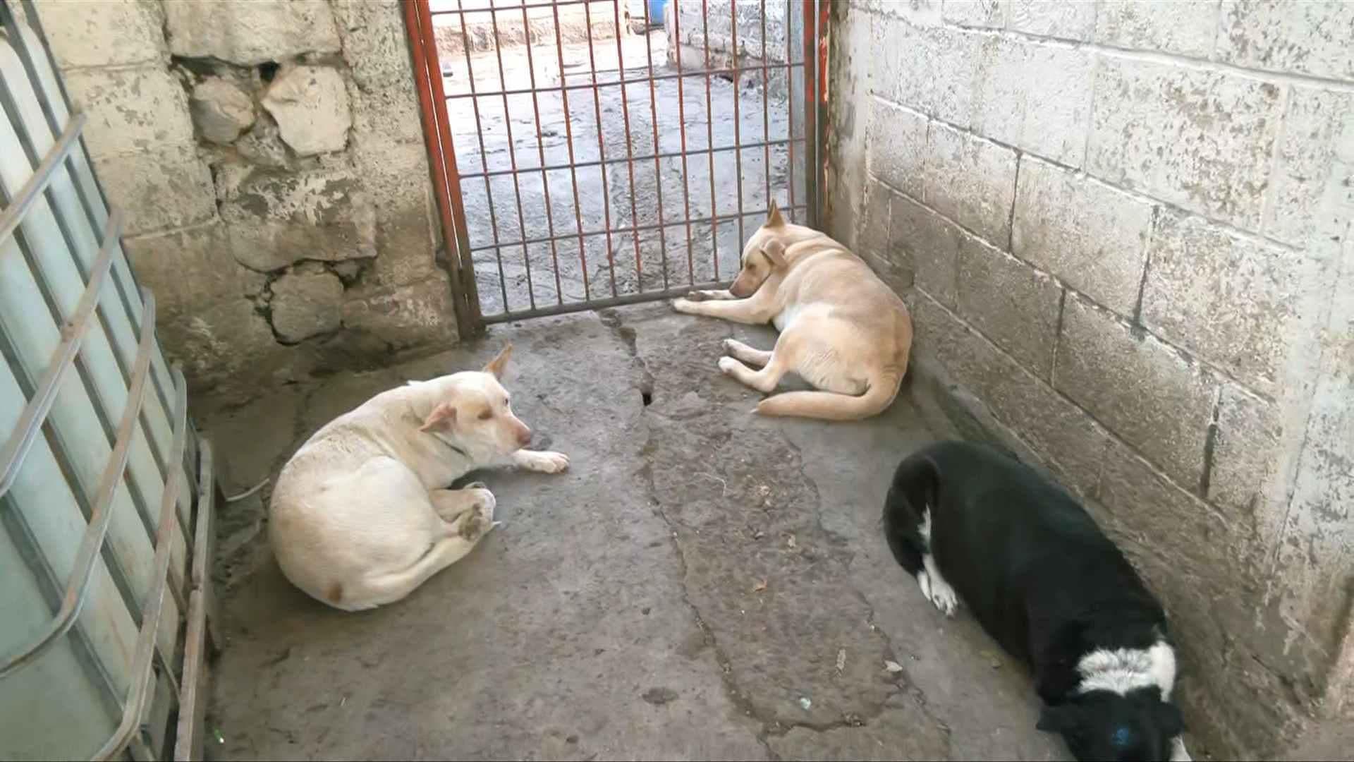 Bloqueo en la México-Toluca Hoy: Revisan Condiciones de Refugio de Animales en Cuajimalpa
