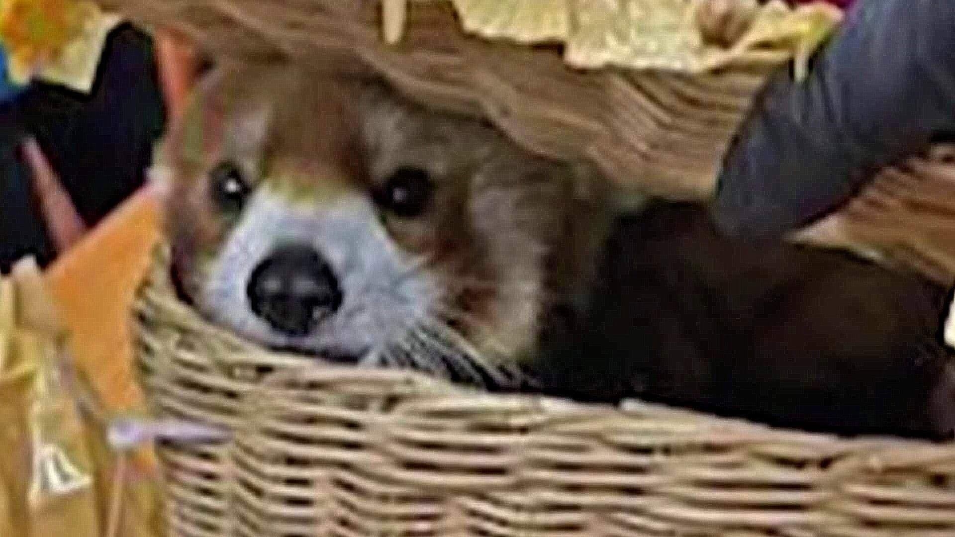 Rescatan 87 Animales de Equipaje en el Aeropuerto de Bangkok