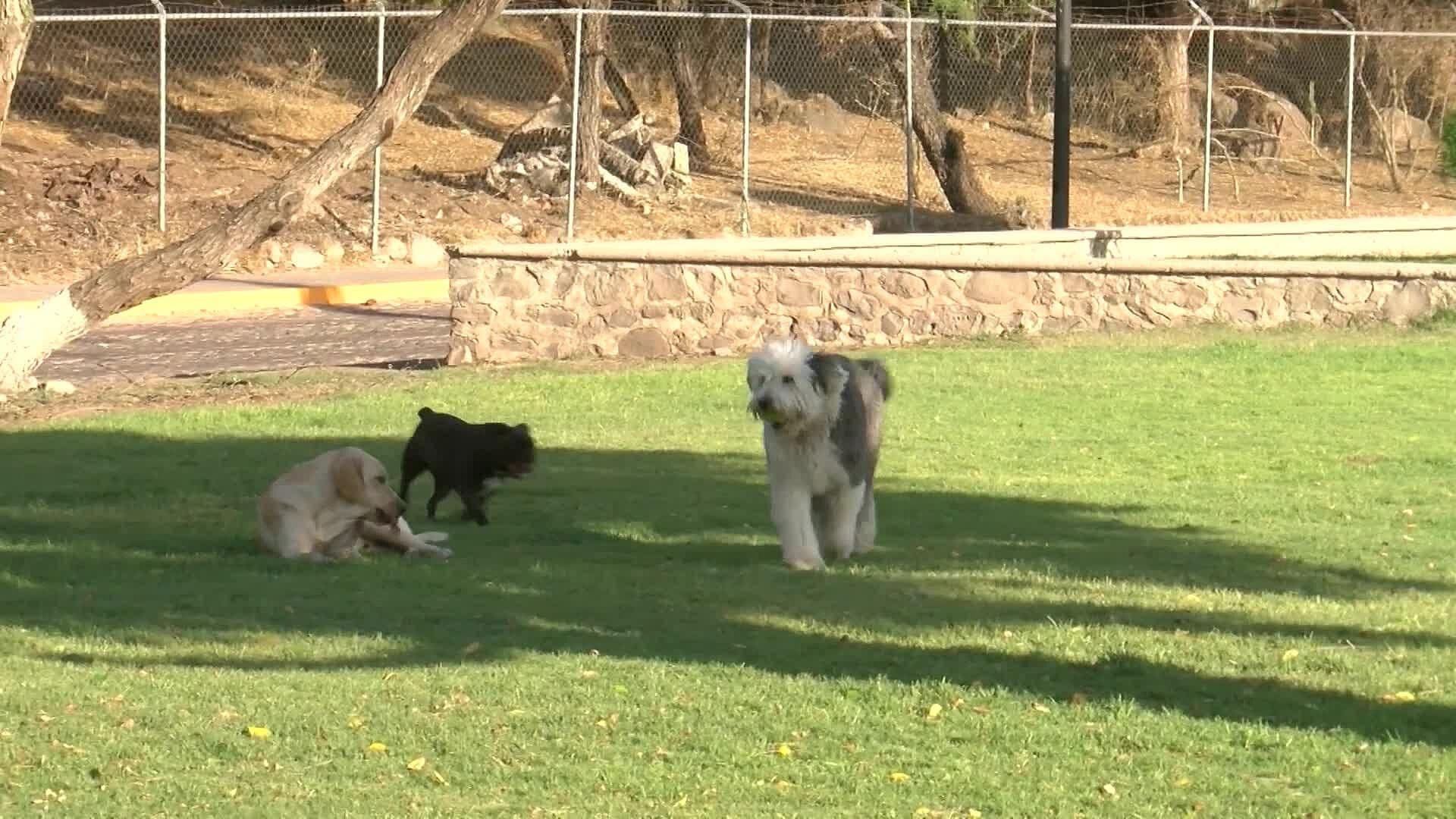 El Marqués Inicia Campaña Gratuita de Vacunas y Esterilización Animal