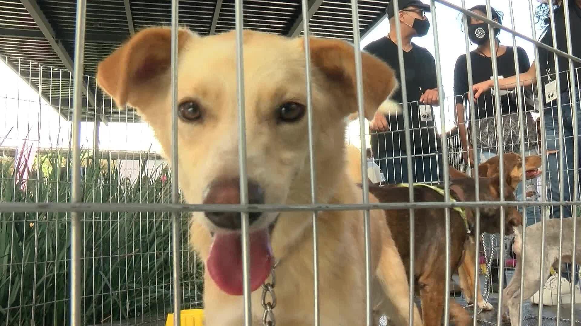 Invitan a Jornada de Adopción de Mascotas en El Marqués; ¿Cuándo?