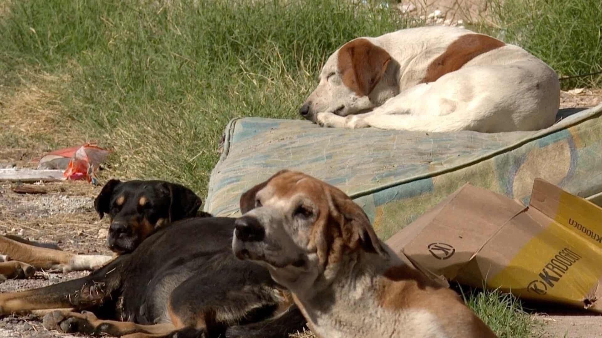 Acumulación de Basura Genera Plaga de Animales en Colonia Centro de Hermosillo