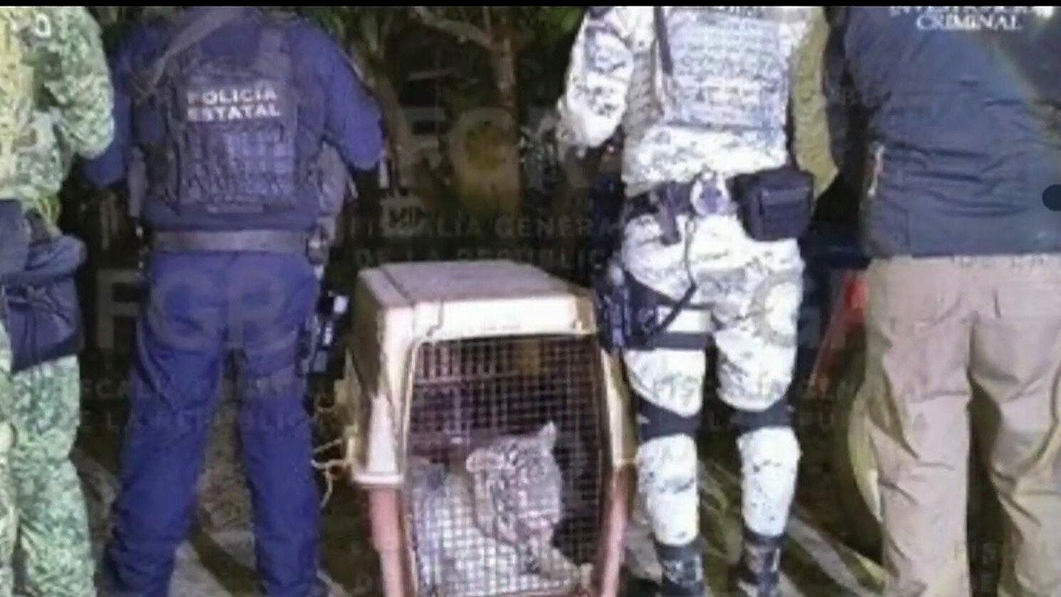Aseguran un Tigre de Bengala Durante Cateo en Coatzintla, Veracruz