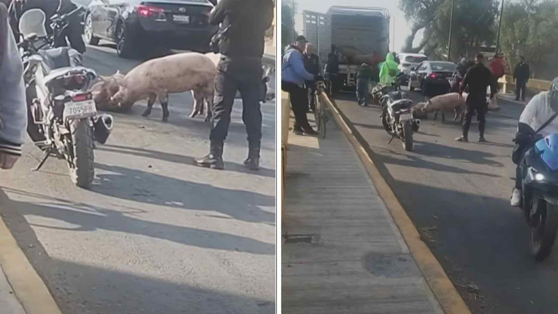 Cerdos Generan Caos Vial Tras Caer de un Camión en Teoloyucan, Edomex