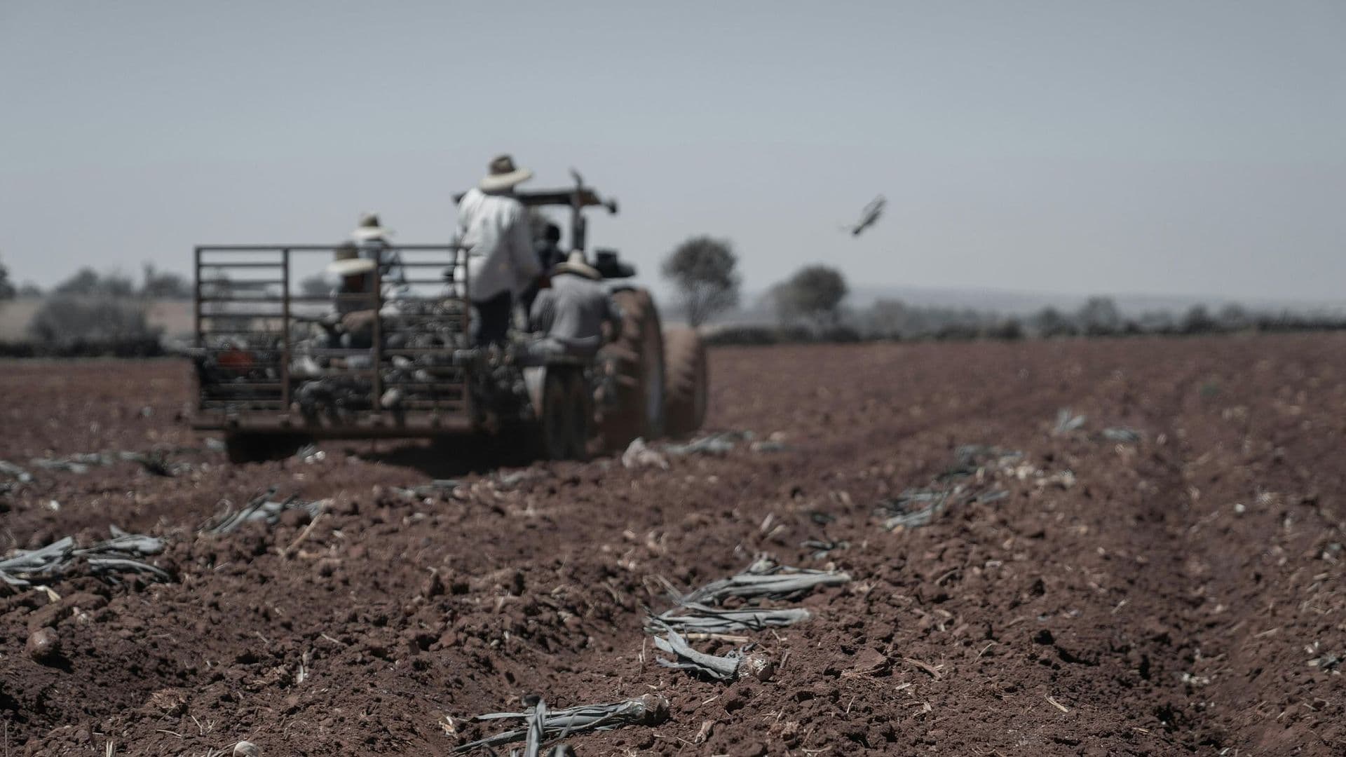 Mexicano se Declara Culpable en Florida por Liderar Red de Trabajo Forzado Agrícola