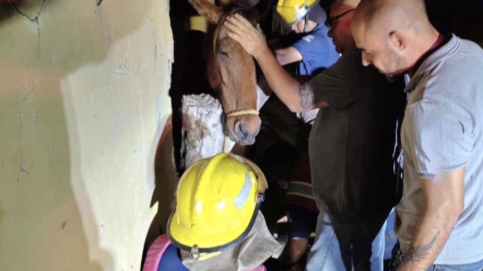 Rescatan a Caballo Atorado en Tubo en Ciudad Madero
