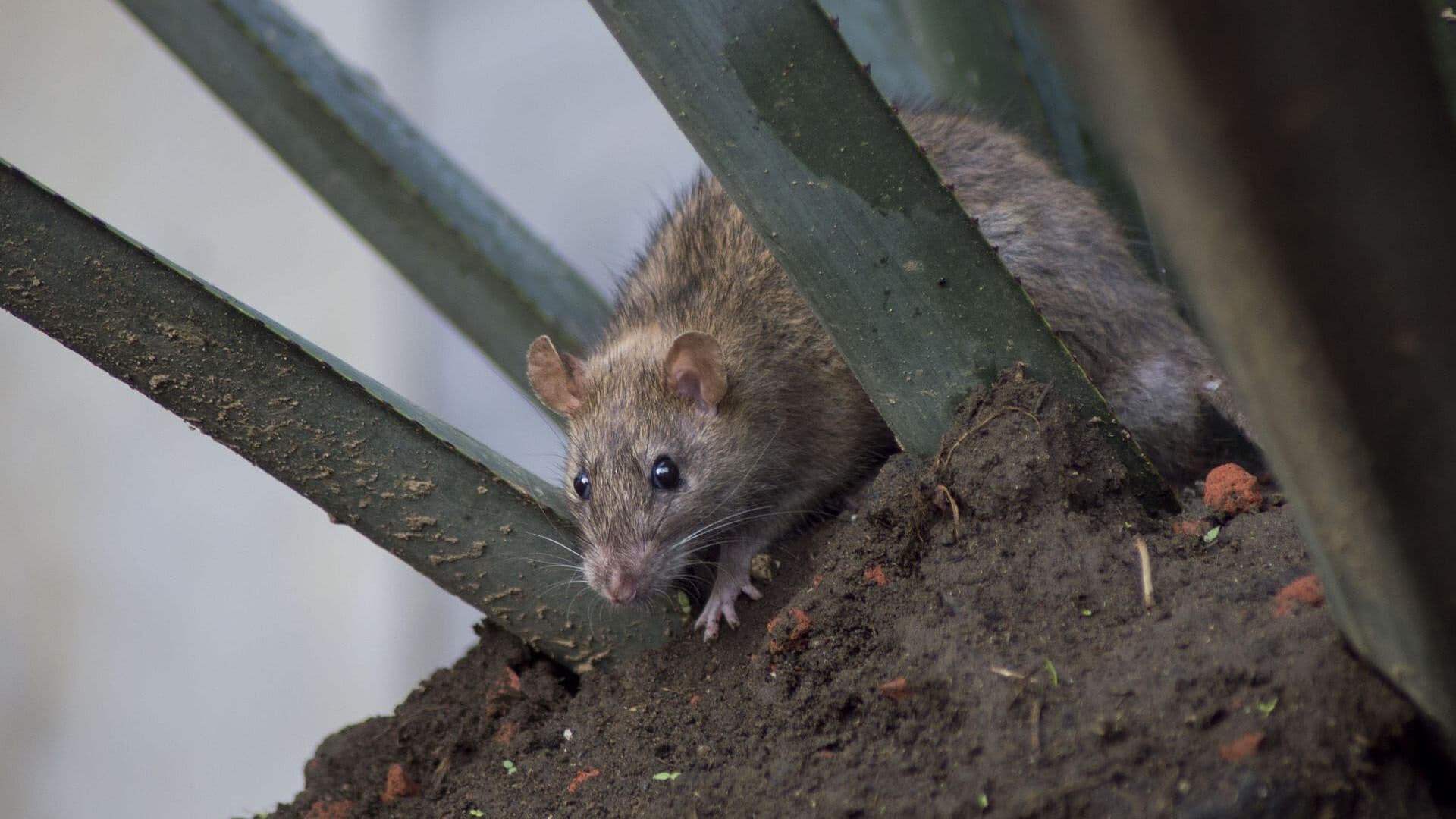Plaga de Ratas en CDMX: Este Plan Podría Erradicar a la Fauna Nociva en Paseo de la Reforma