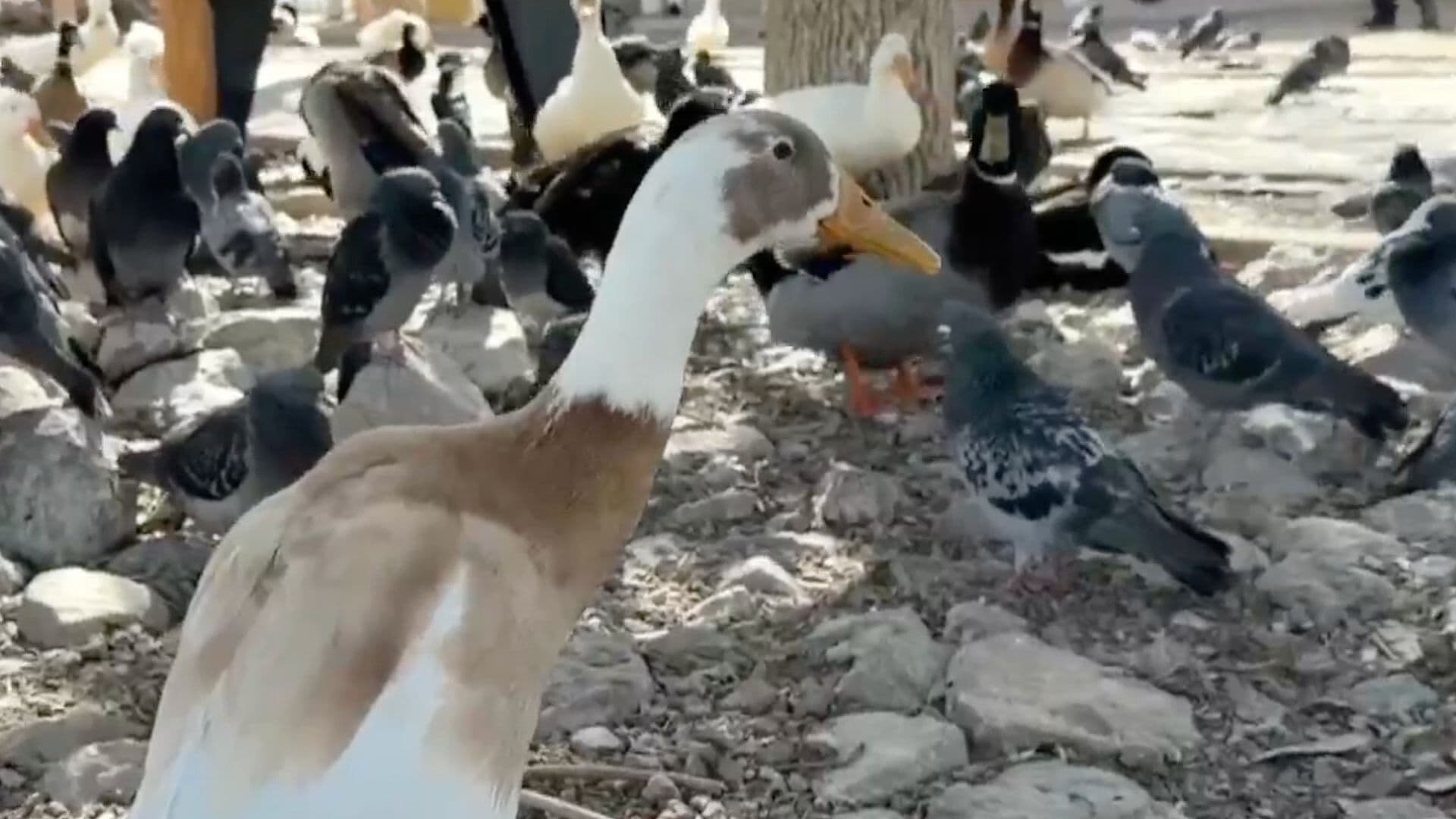 Conoce a "Pepe" un Símbolo del Parque Central en Ciudad Juárez