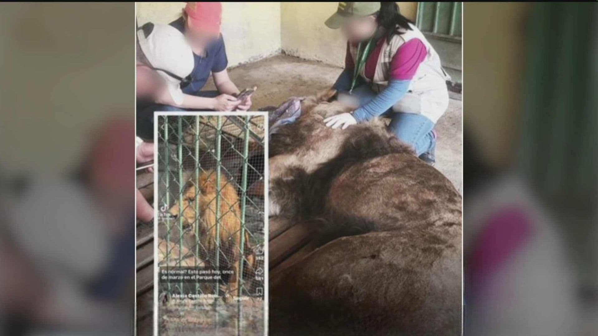 ¿Qué le Pasa al León de Nezahualcóyotl? Gobierno Municipal Informa Estado de Salud tras Video