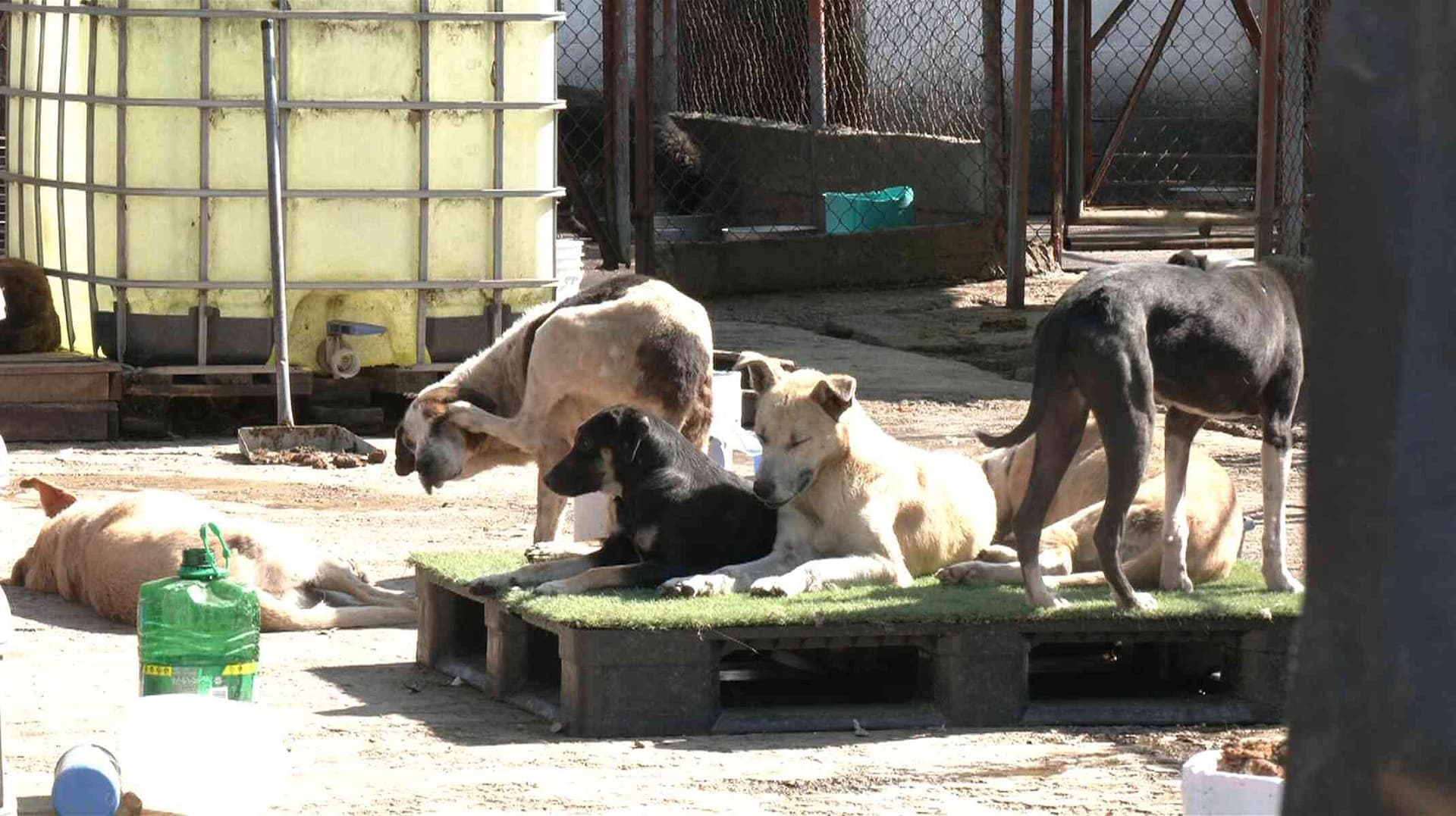 Juez Autoriza Adopción de 936 Perros Rescatados del "Refugio Franciscano" en Cuajimalpa, CDMX