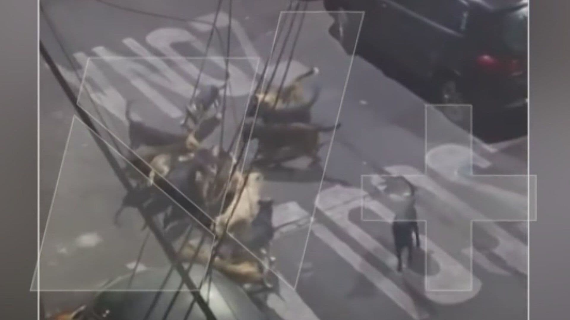 VIDEO: Momento Exacto Jauría Ataca a Varios Gatos en Colonia Cove en Álvaro Obregón, CDMX