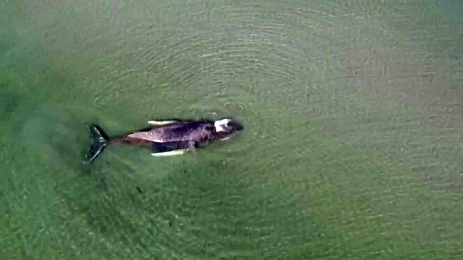Ballena Jorobada Rescatada en el Mar Báltico Queda Varada Nuevamente en Alemania