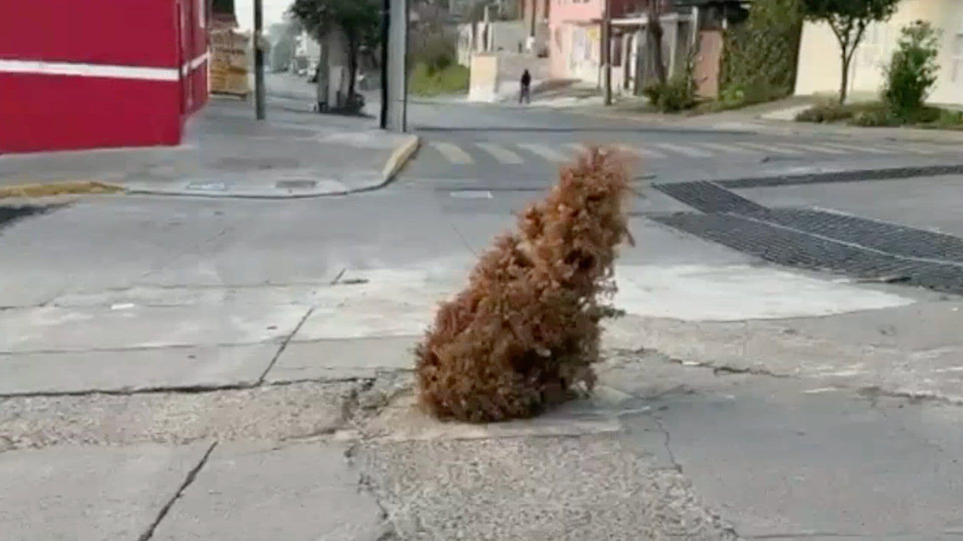 Vecinos Señalan Registro sin Tapa con Pino Navideño en Xalapa