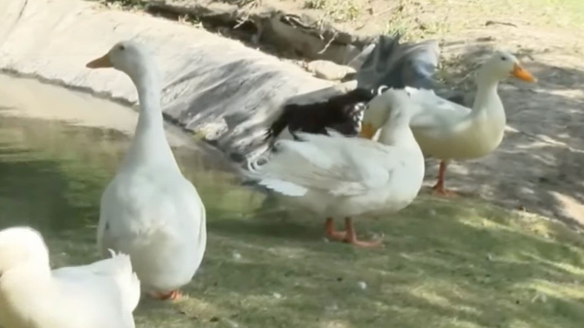 Automovilistas Presuntamente Atropellan Patos en San Pedro, Nuevo León