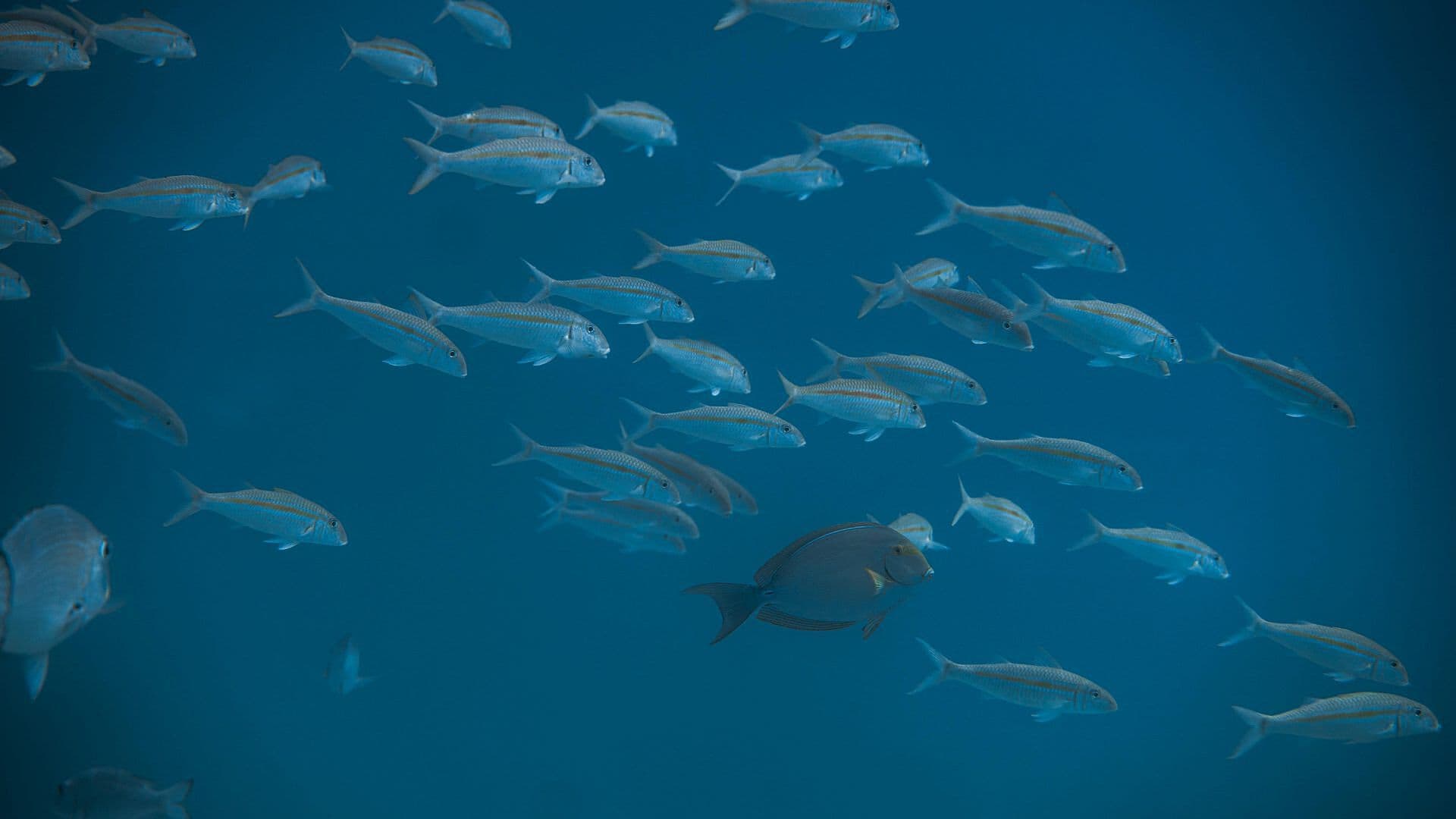 Reportan Mortandad de Peces "Gallegos" en Playa de Coatzacoalcos, Veracruz