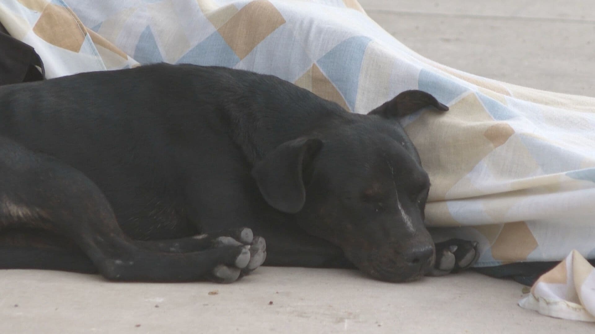Perrita no Abandona a su Dueño Tras su Muerte en Calles de Zapopan