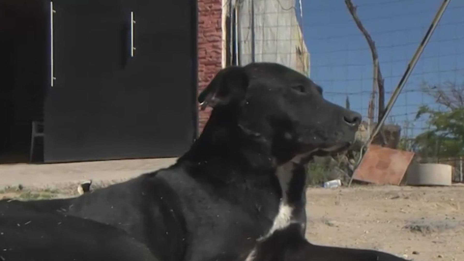 Buscan a Hombre que Atacó a Dos Perros Callejeros en El Salto