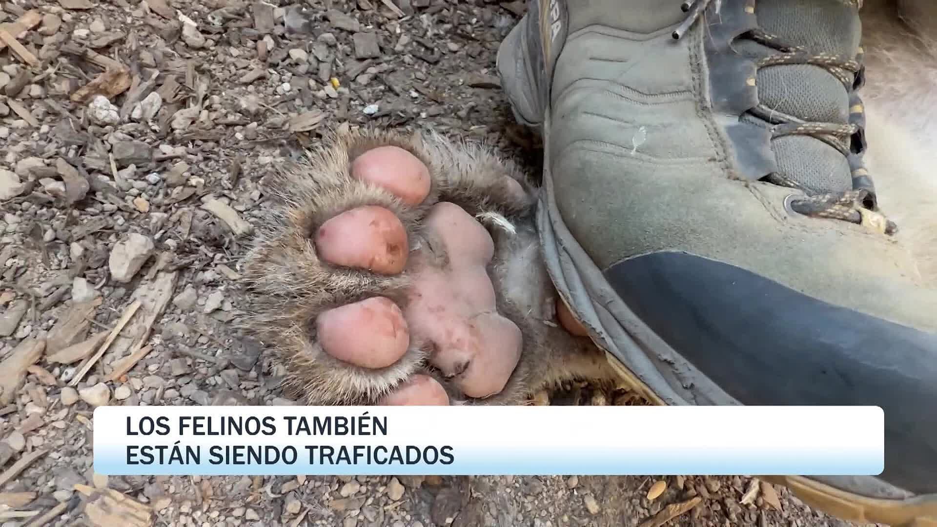 Felinos Exóticos Son Víctimas de Tráfico Ilegal en Jalisco