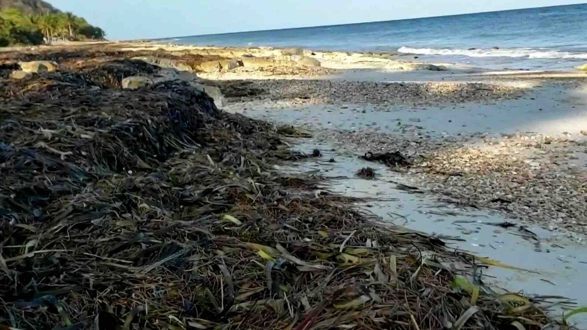 Autoridades de Campeche Implementan Limpieza por Sargazo en Playas del Estado