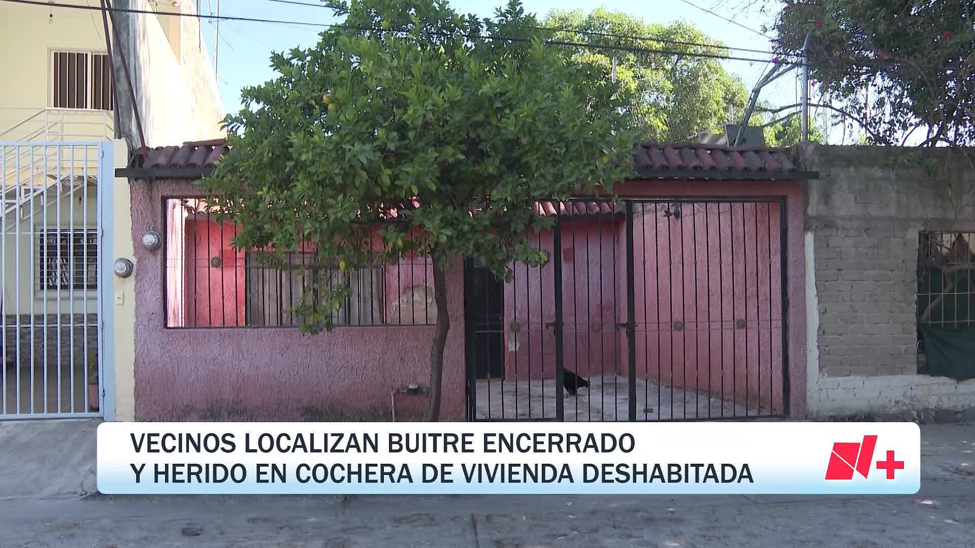 Localizan a un Buitre Negro Americano Herido en la Colonia Paraísos del Colli, en Zapopan