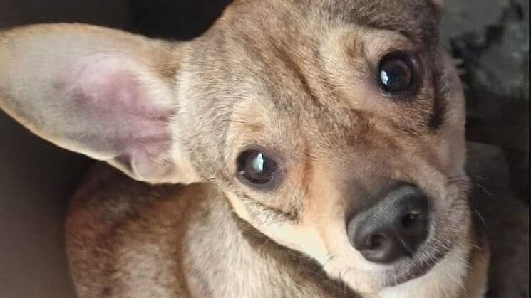 Familia Recupera a su Perrita Después de un Año en NL Aún Buscan a Panchito
