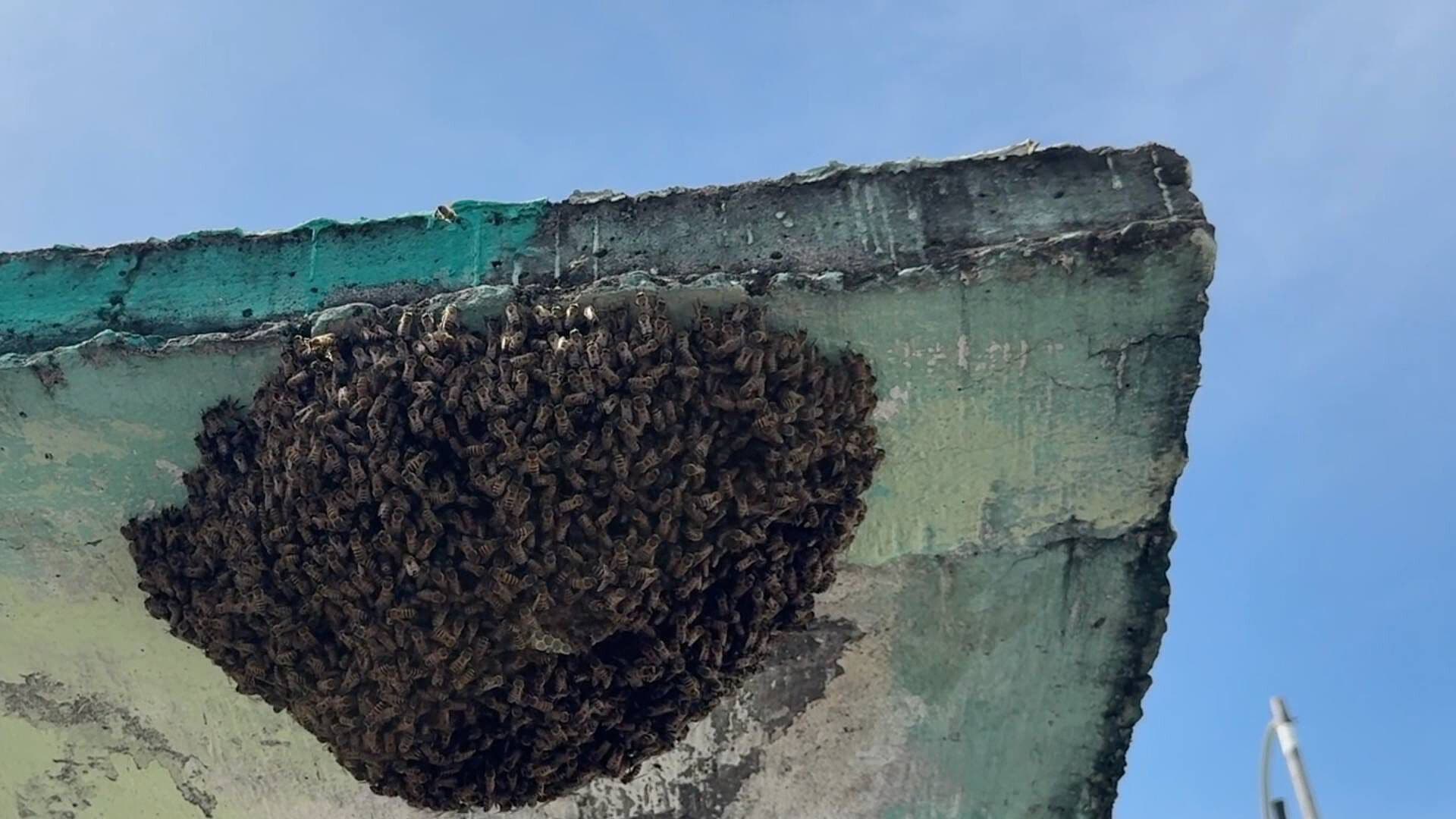 Protección Civil Advierte Sobre Ataque de Abejas en Coatzacoalcos